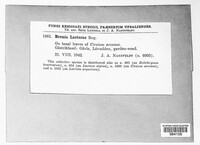 Bremia lactucae image